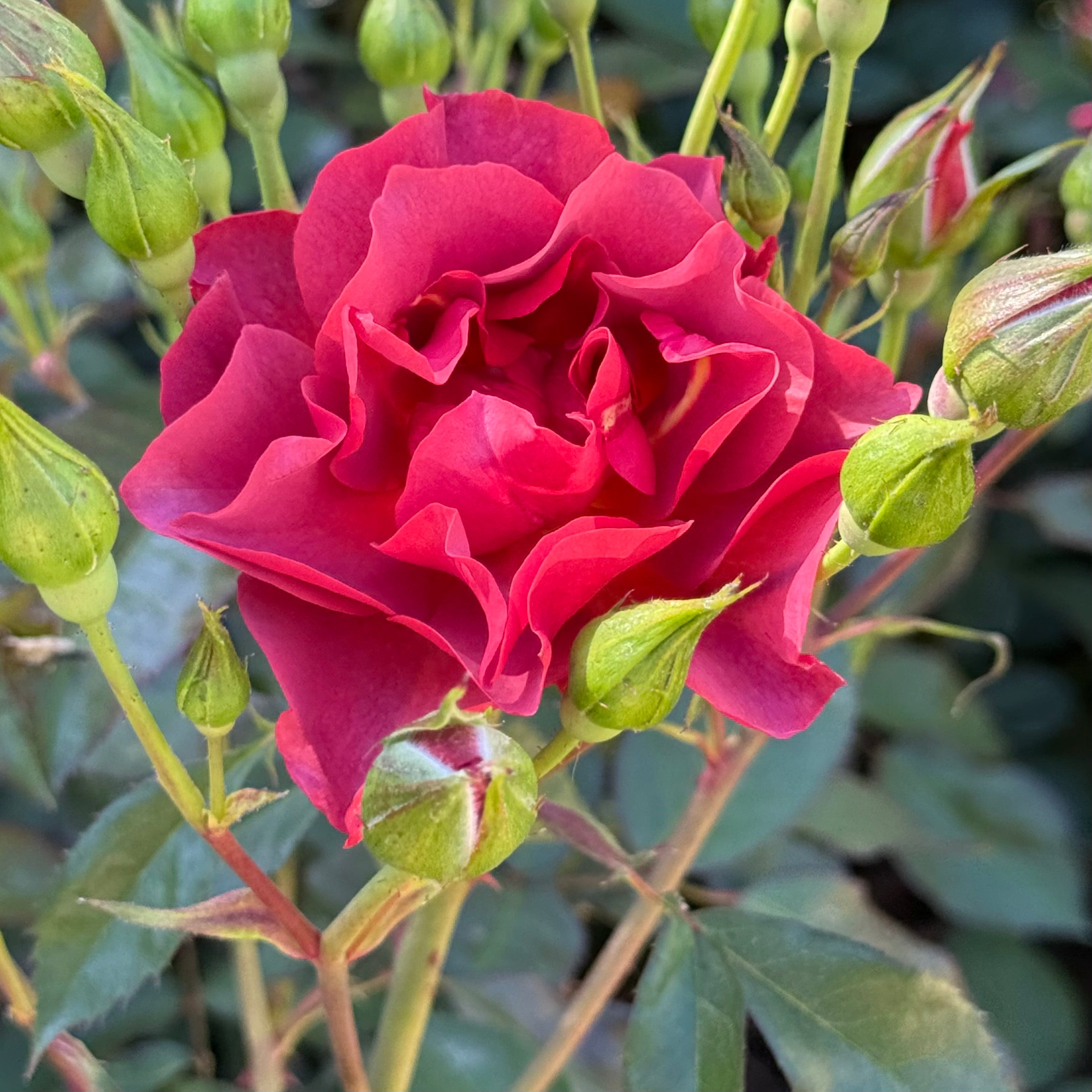 Grace Rose Farm Cinco de Mayo Rose Bush