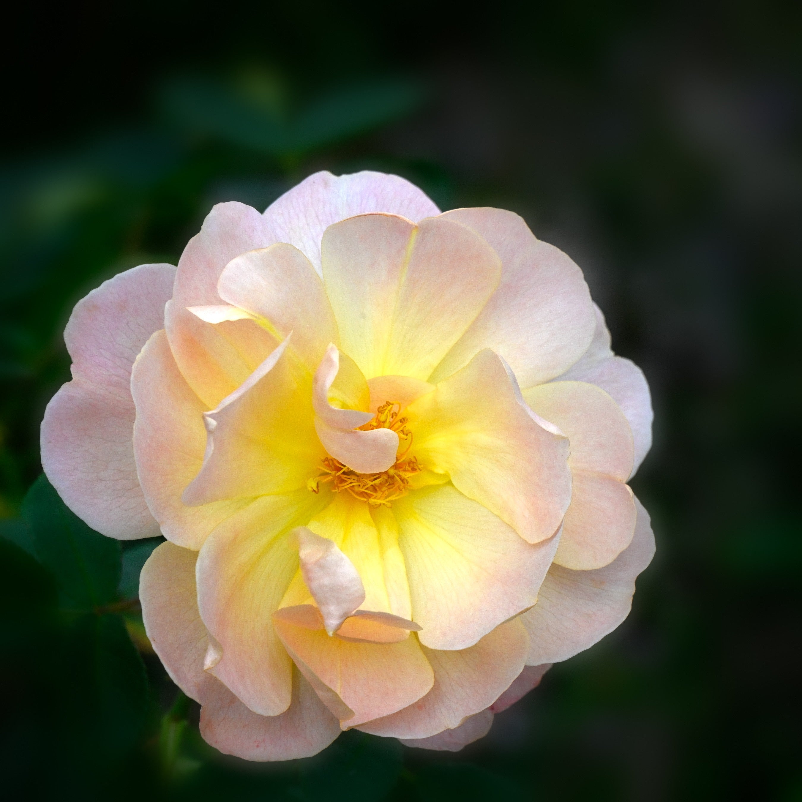 The Lark Ascending Potted Rose Bush | Apricot David Austin Rose