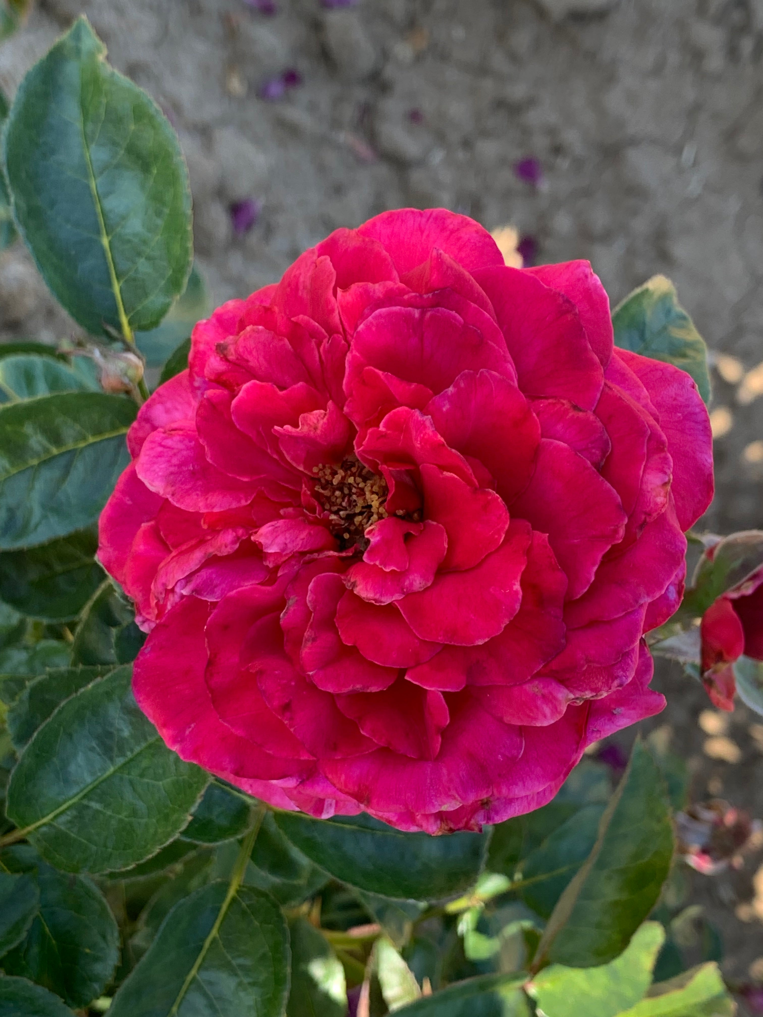 Adelaide Grace Potted Rose Bush | Estate Rose Collection | Grace