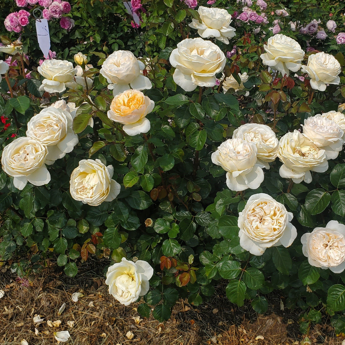 Wilhelmina-Grace™ Bare Root Rose Bush