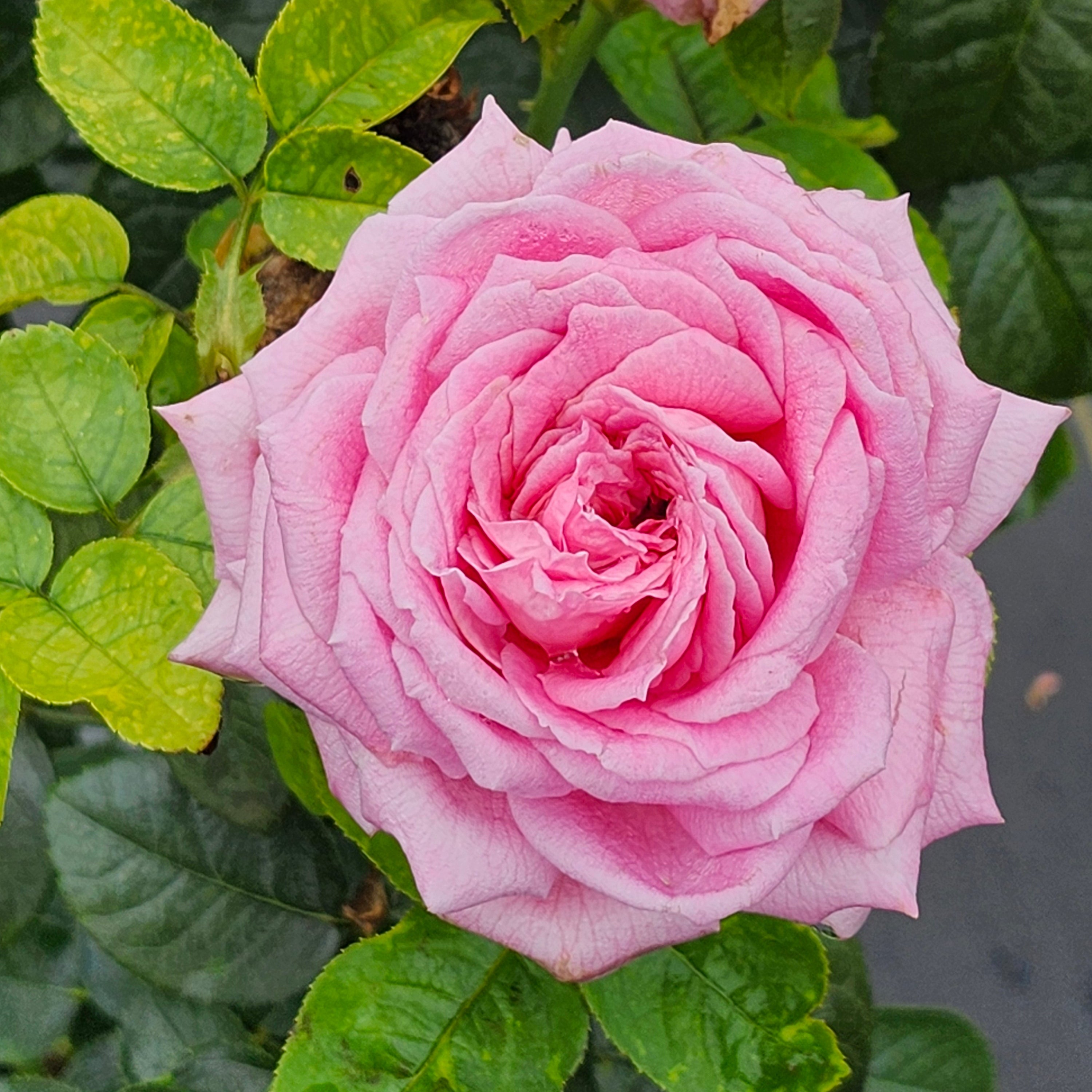 Héloïse-Grace™ Potted Rose Bush