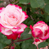 Candy Cane Cocktail™ Bare Root Tree Rose