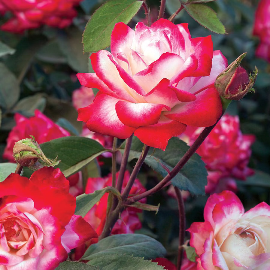Candy Cane Cocktail™ Potted Rose Bush