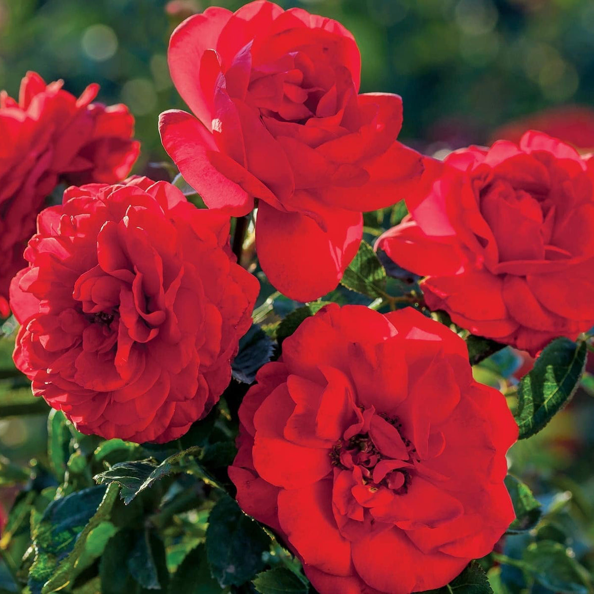 Canyon Road™ Potted Rose Bush
