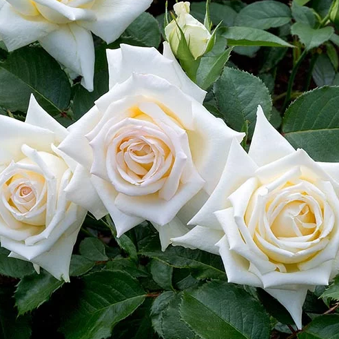 Caroline De Monaco™ Bare Root  Rose Bush