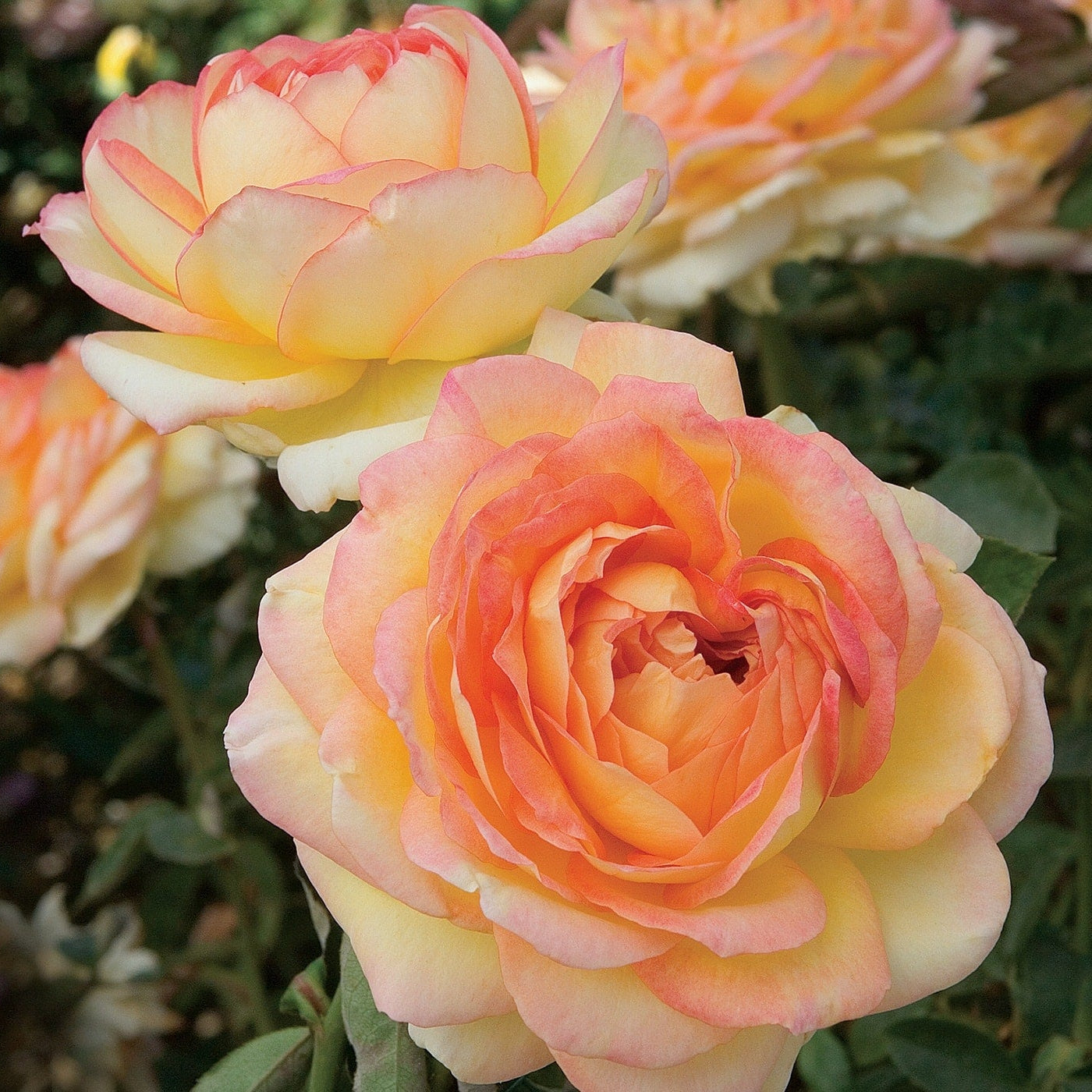 Centennial Star™ Bare Root  Rose Bush