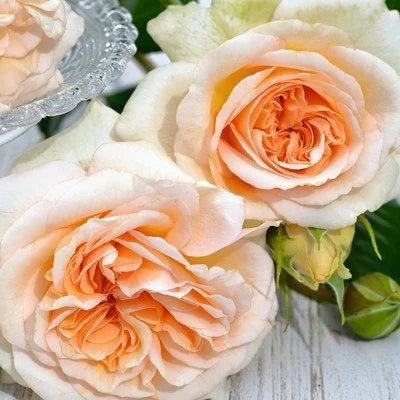 Fragrant Showpiece™ Champagne Potted Rose Bush