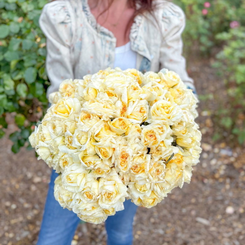 Chantilly Cream®  Bare Root Rose Bush