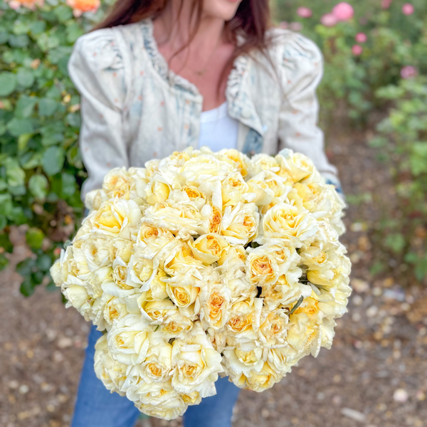 Chantilly Cream® Bare Root Tree Rose