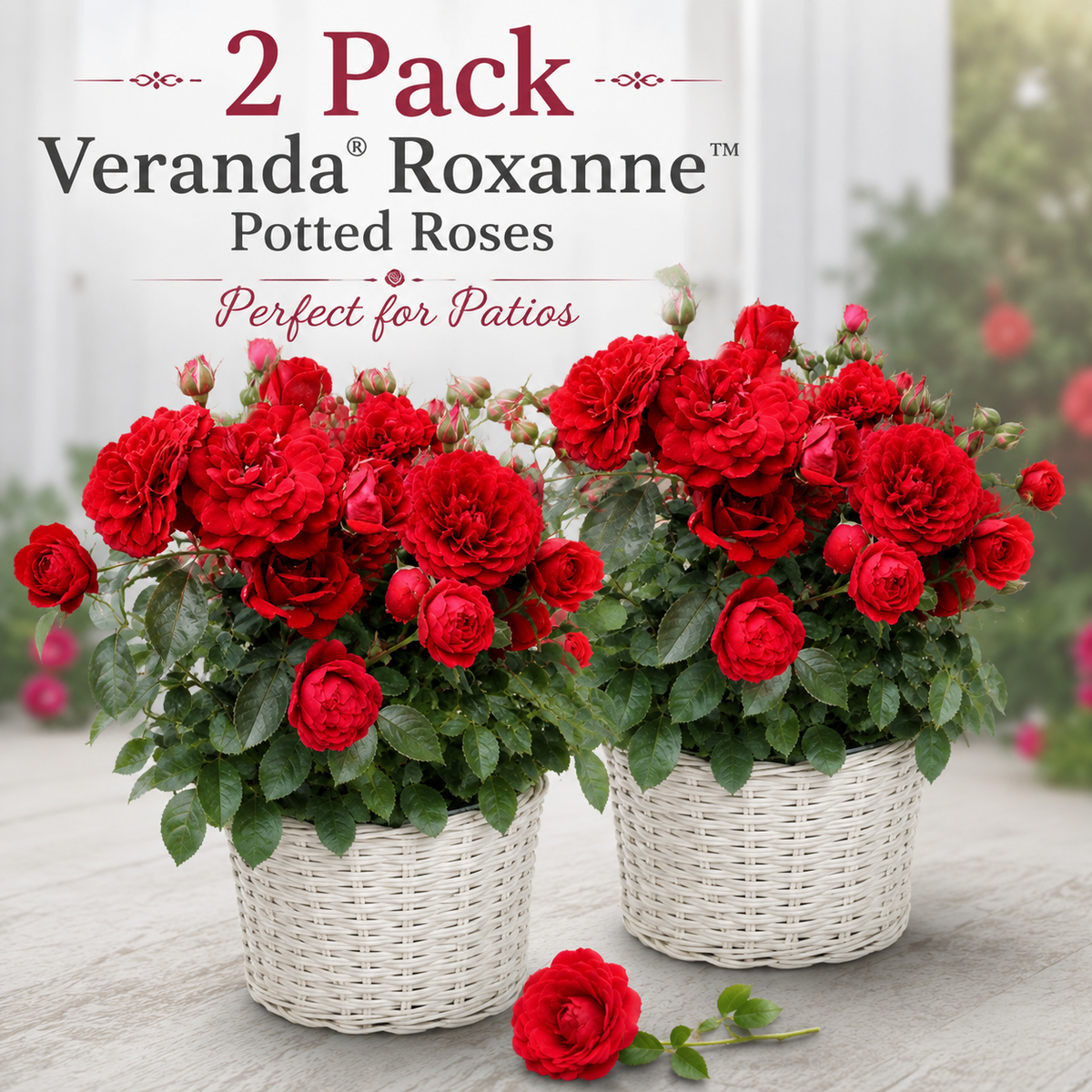 FLASH SALE - 2 PACK Veranda® Roxanne