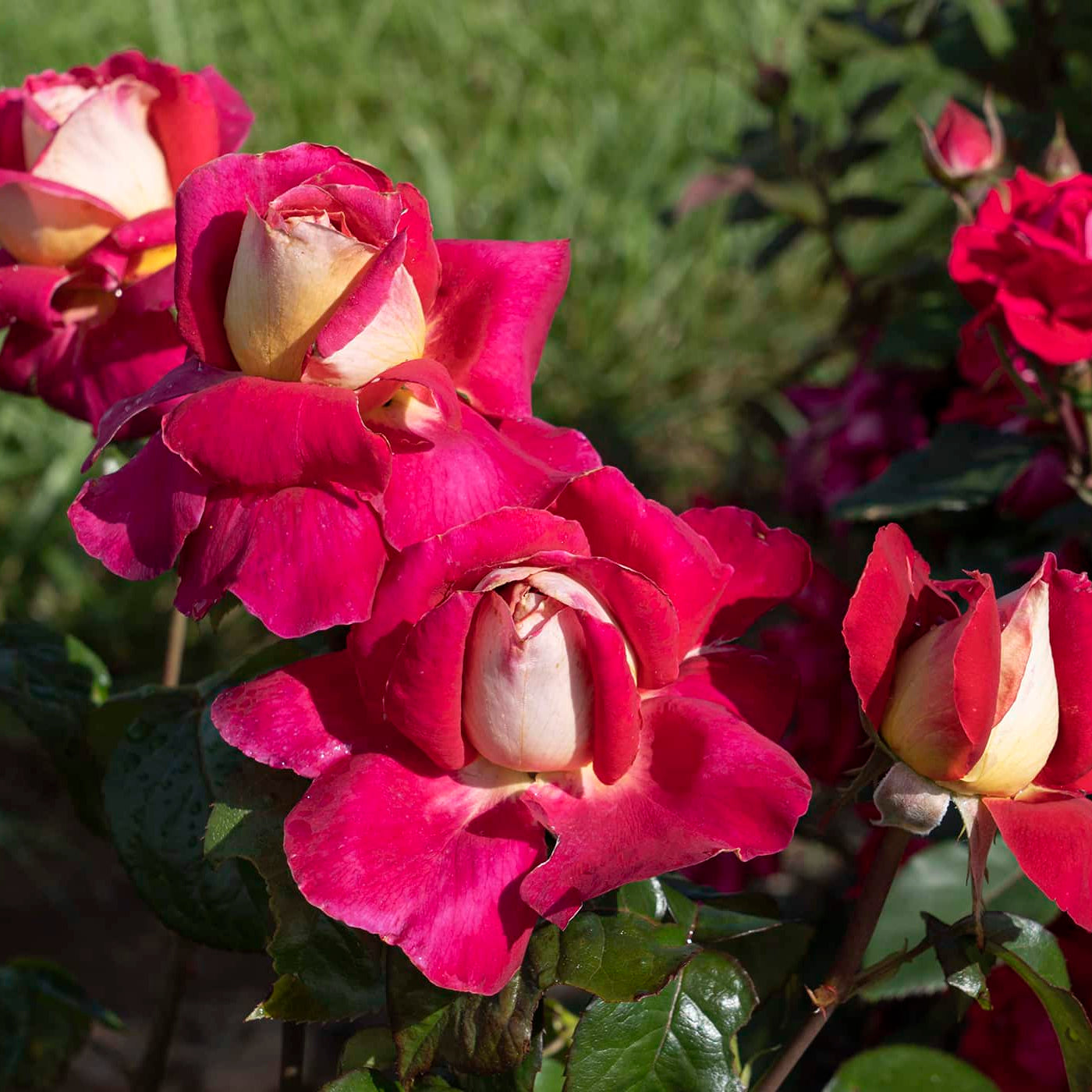 Grace Rose Farm Cherries and Champagne Rose Bush - Thumbnail 3