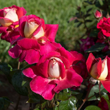 Cherries and Champagne™ Bare Root Rose Bush