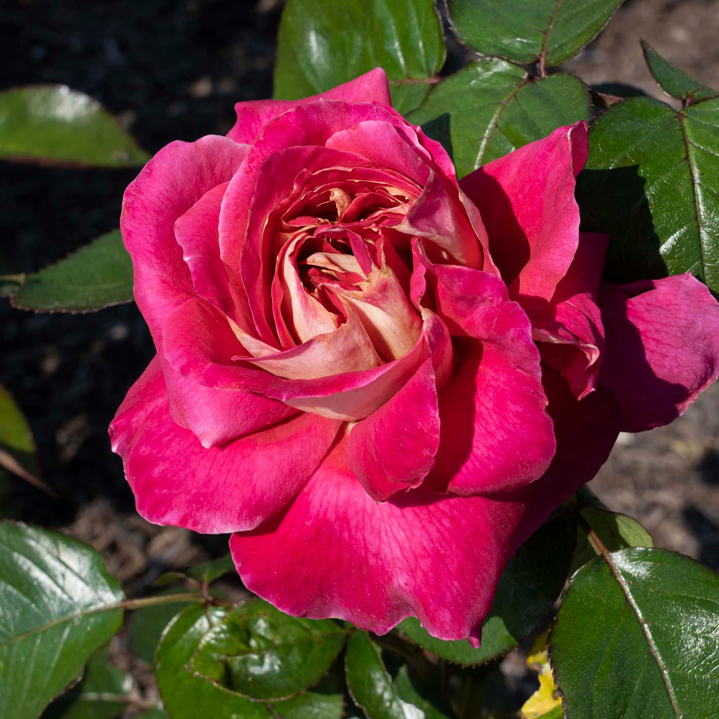 Grace Rose Farm Cherries and Champagne Rose Bush