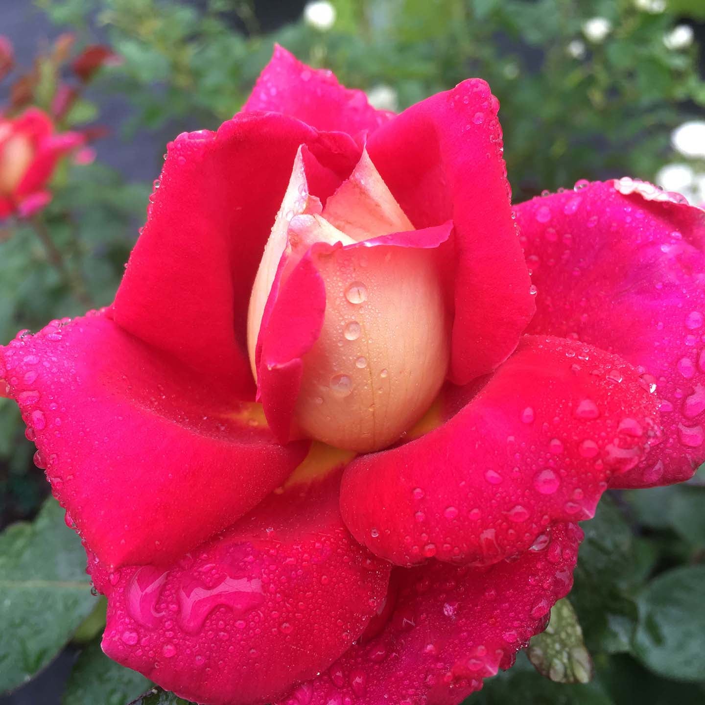 Grace Rose Farm Cherries and Champagne Rose Bush - Thumbnail 2