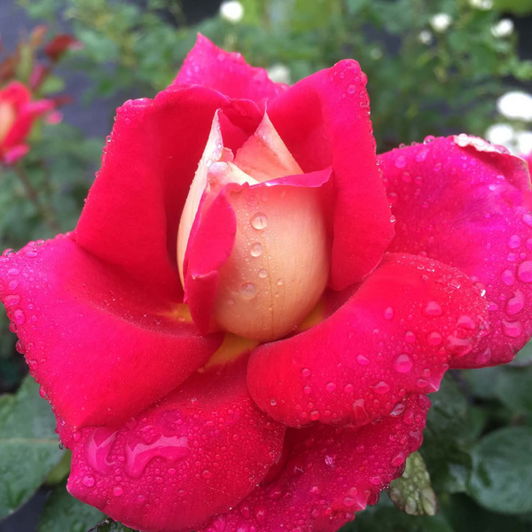 Cherries and Champagne™ Bare Root Rose Bush