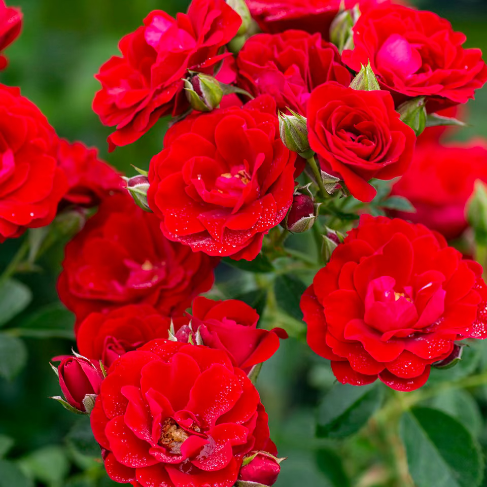 Grace Rose Farm Cherry Frost Climbing Rose