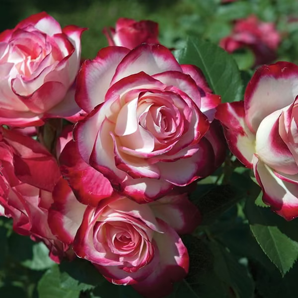 Cherry Parfait™ Potted Tree Rose