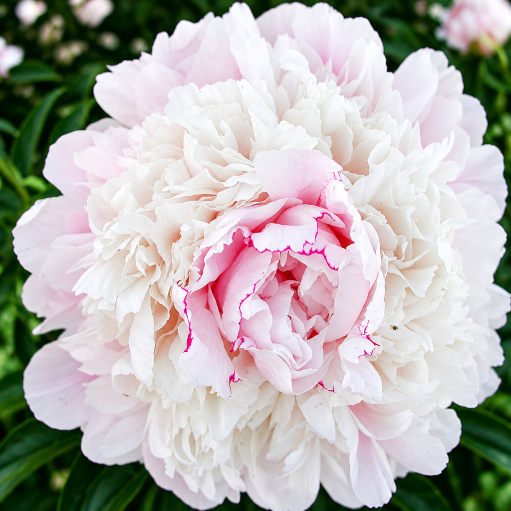 Peony Chestine Gowdy - Peony Bulbs