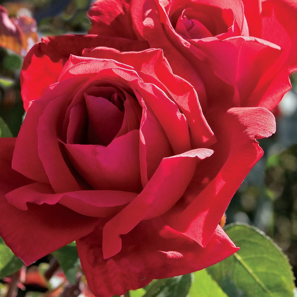 Chrysler Imperial  Bare Root Rose Bush