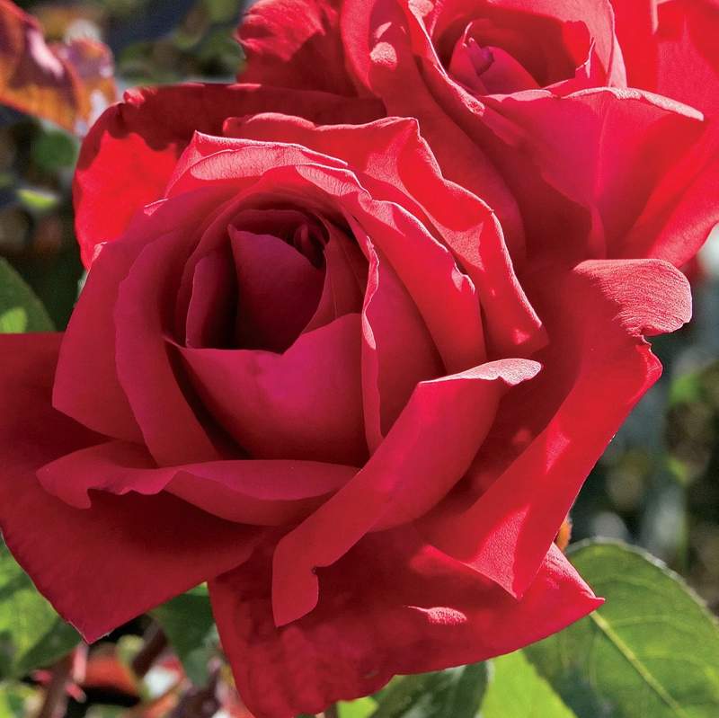 Chrysler Imperial  Bare Root Tree Rose