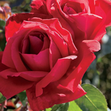 Chrysler Imperial Bare Root Tree Rose