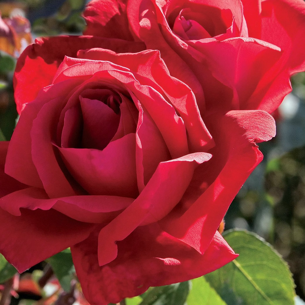 Chrysler Imperial Bare Root Tree Rose