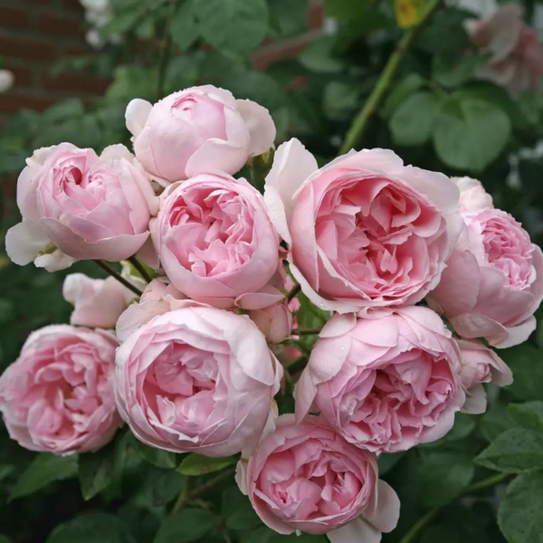 66,シンデレラ　プリンセス Fairy Tale® Cinderella Potted Rose Bush