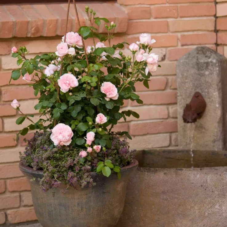 Fairy Tale® Cinderella Bare Root Rose Bush