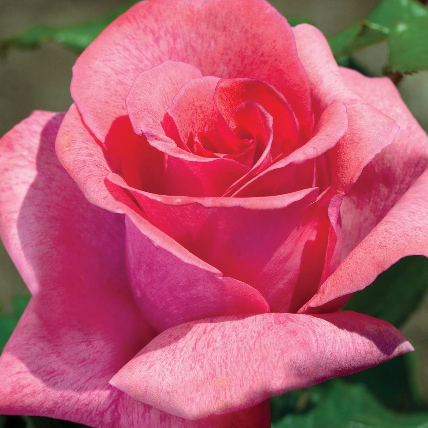 Cinnamon Dolce™ Bare Root Rose Bush