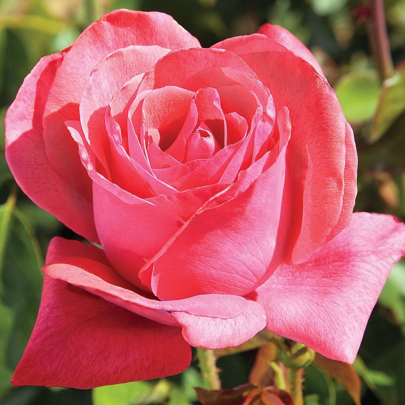 Cinnamon Dolce™ Bare Root Rose Bush