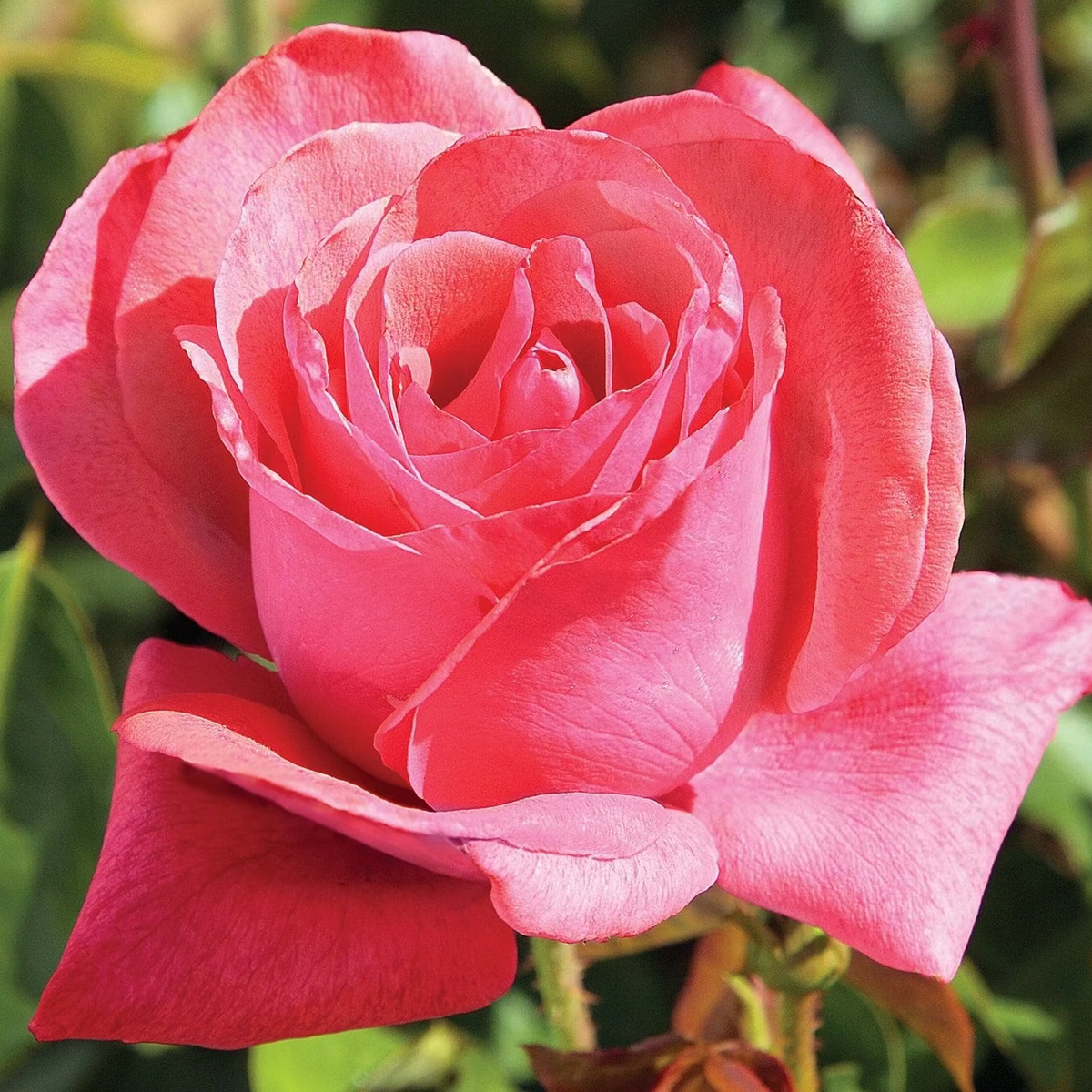 cinnamon rose plant Cinnamon Dolce™ Potted Rose Bush