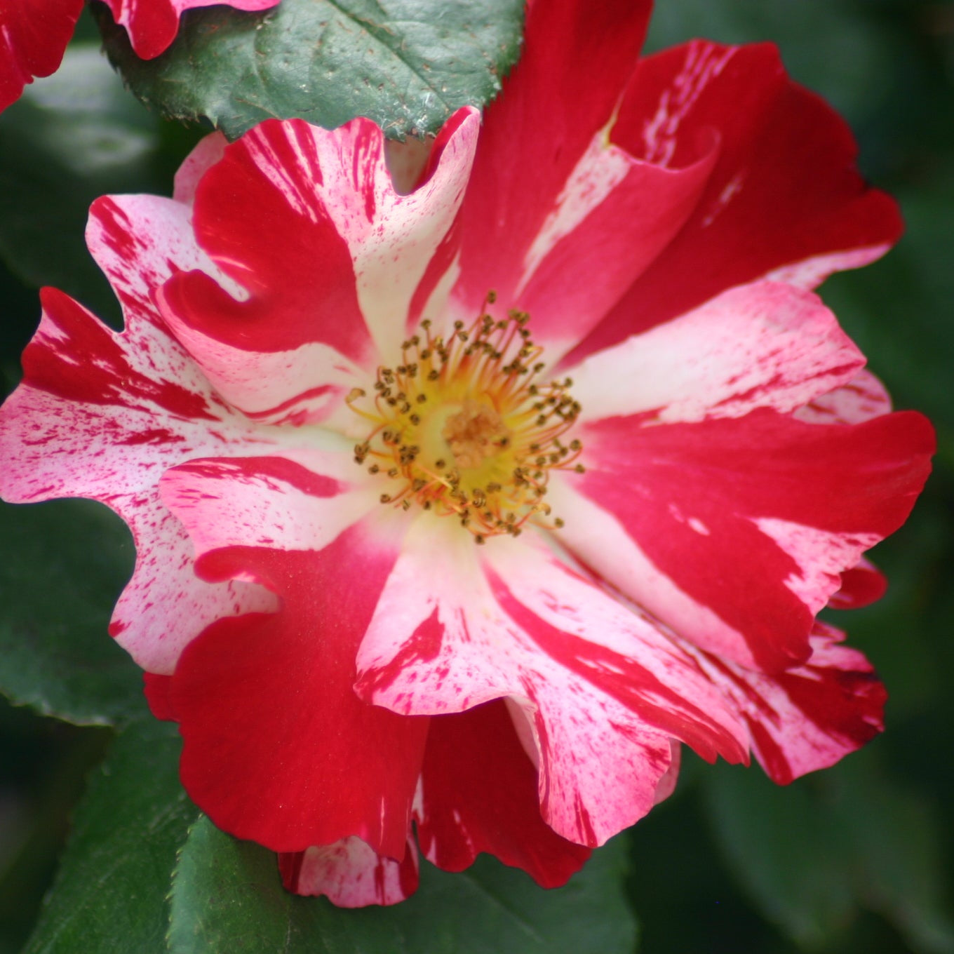 Fourth of July™ Potted Climbing Rose