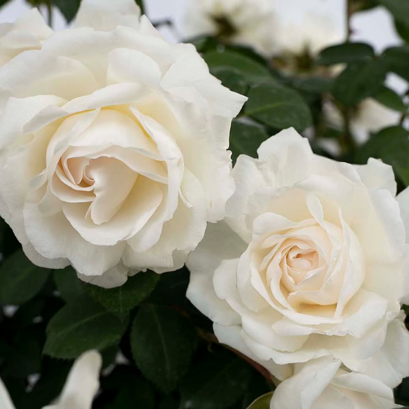 Cloud 10™ Bare Root Climbing Rose