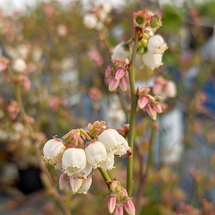 Blueberry 'Polaris'  Highbush Potted Blueberry Plant