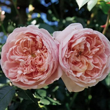 Colette™  Bare Root Climbing Rose