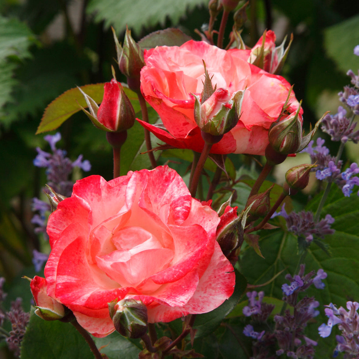 Color Splash Potted Rose Bush | Red White Floribunda Rose | Grace