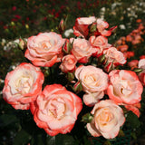 Color Splash™ Potted Rose Bush