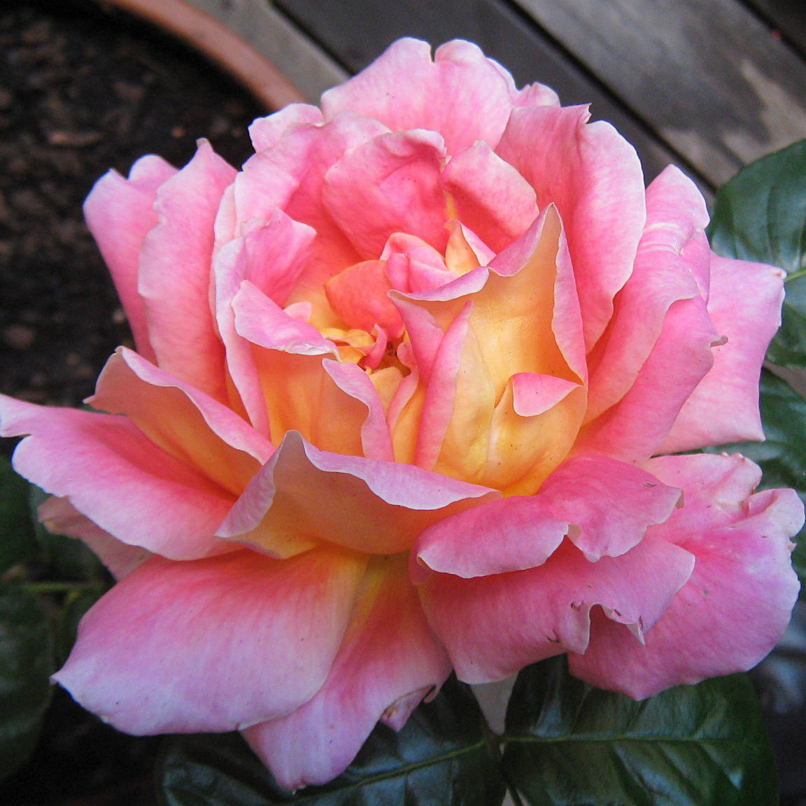 Condessa de Sastago Potted Rose Bush