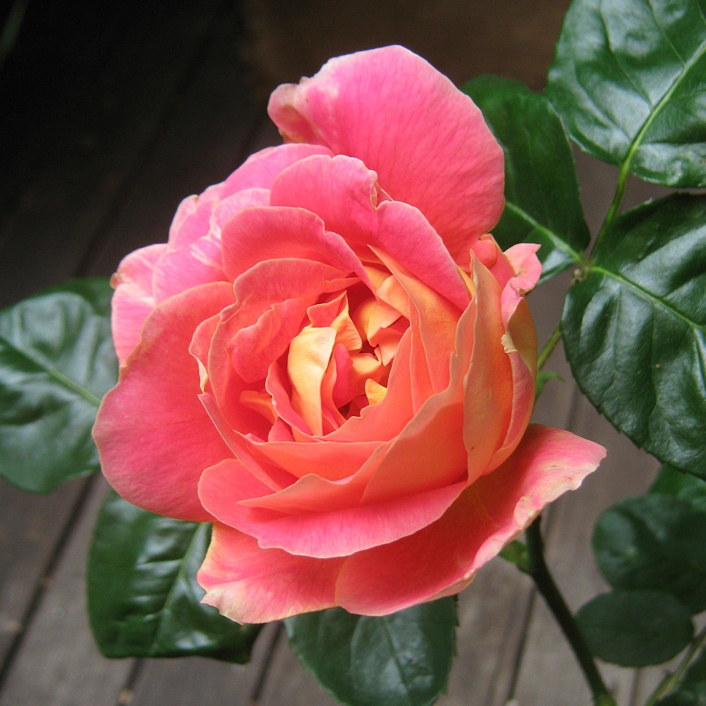 Condessa De Sastago Rose | Orange Pink Bicolor Rose | Grace Rose Farm