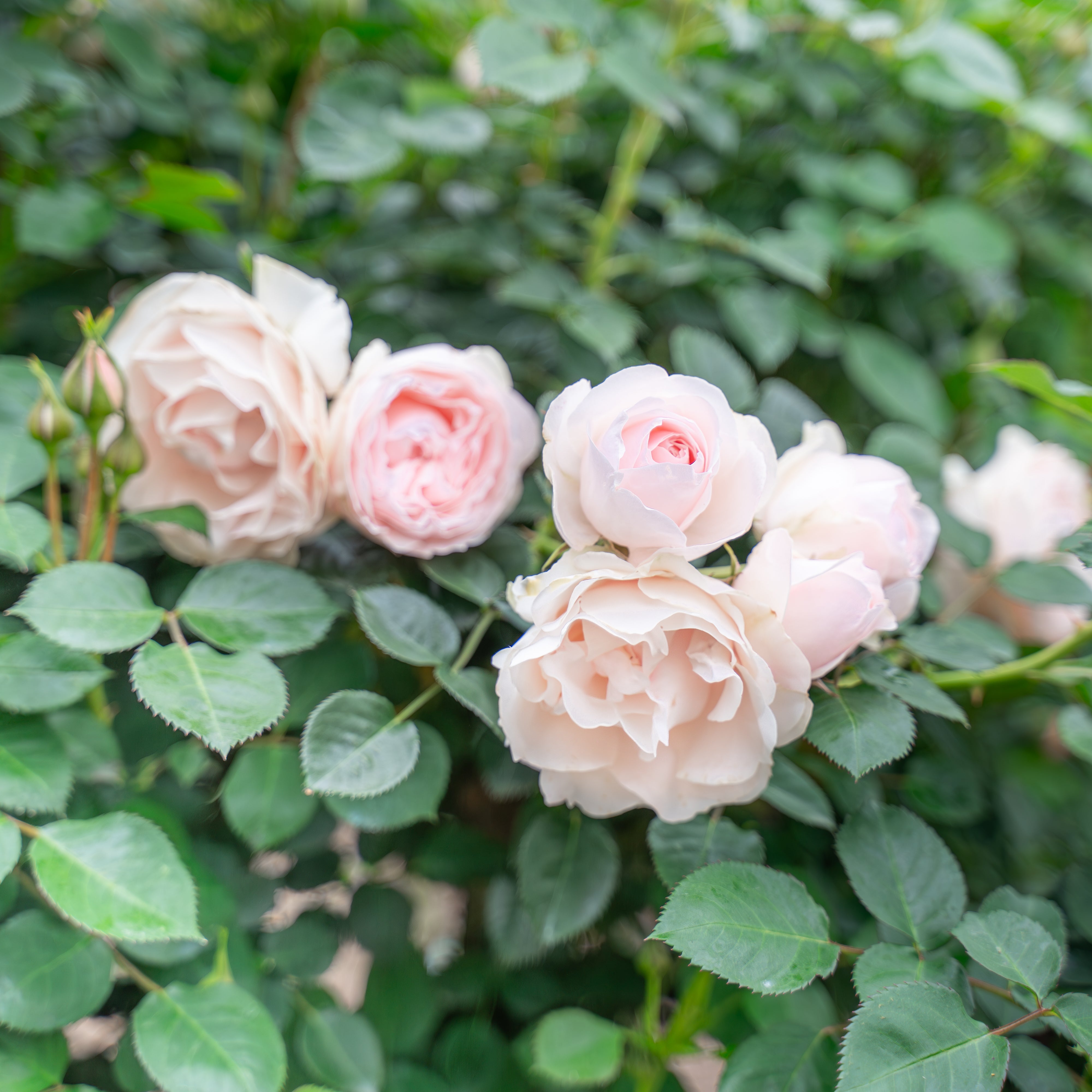 Dylan Rose Potted Rose Bush