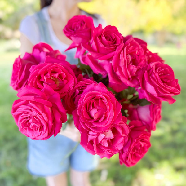 キスオンザグリーン ローズ 薔薇 花 フラワー golf エレガント セレブ 2 All My Loving™ Potted Rose Bush - Grace Rose Farm