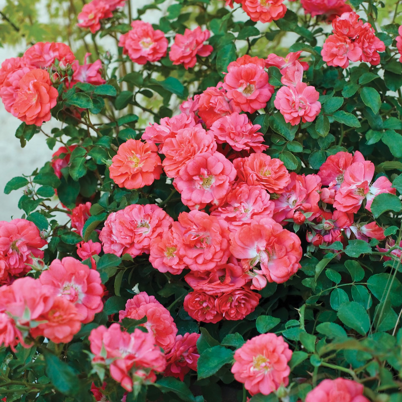 Coral Drift®  Bare Root Tree Rose