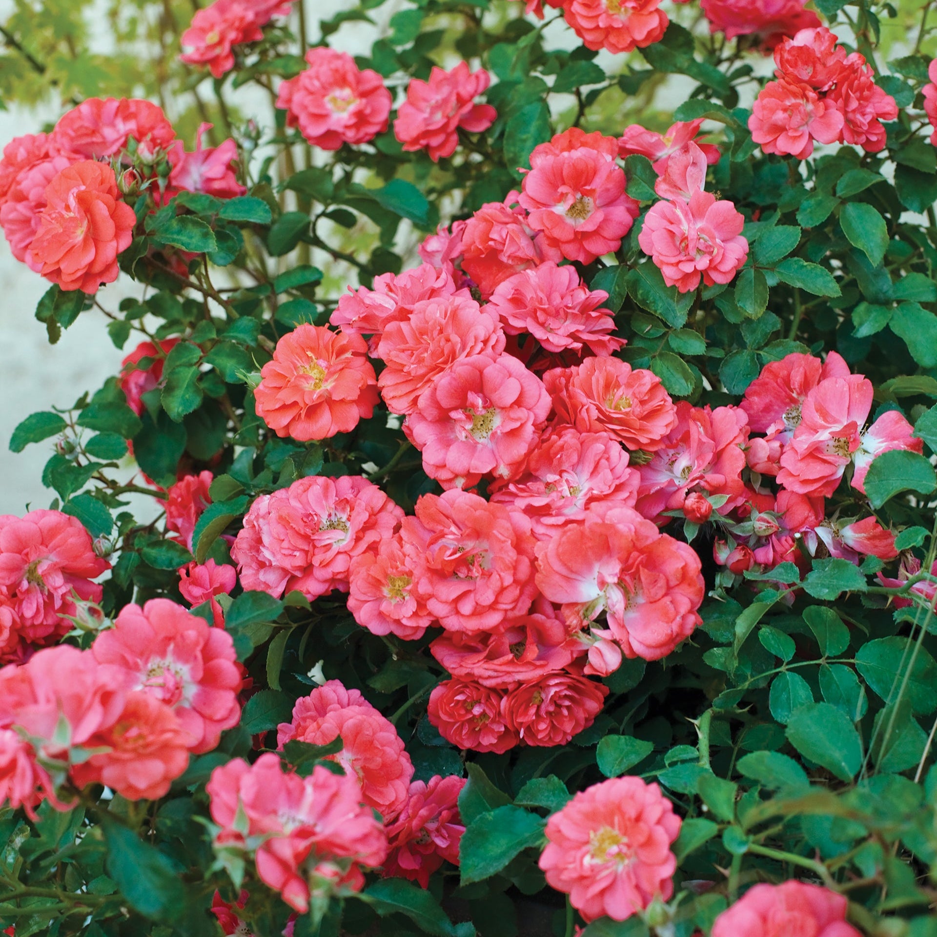 Ribbons of Roses™ Bundles of Bare Root Roses - Coral Drift® - Pack of 10
