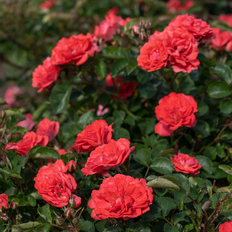 Coral Drift® Potted Rose Bush