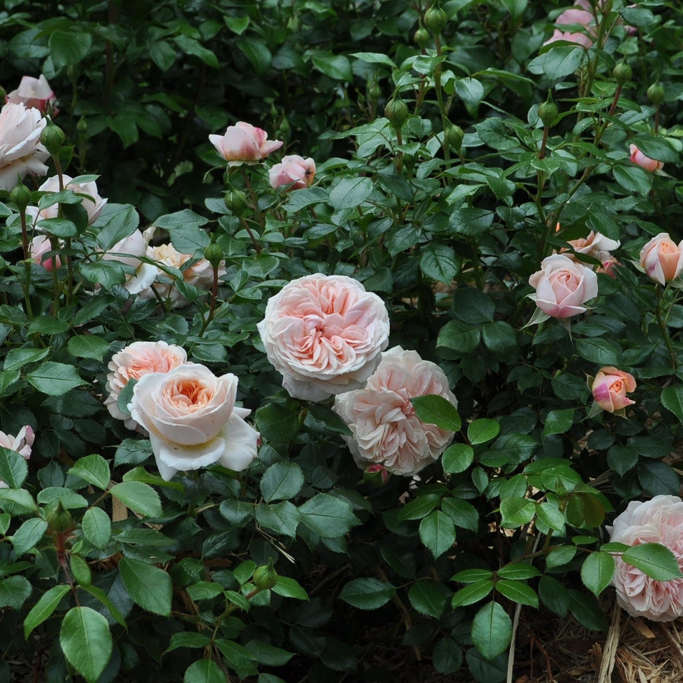 Veranda® Cream™ Potted Rose Bush