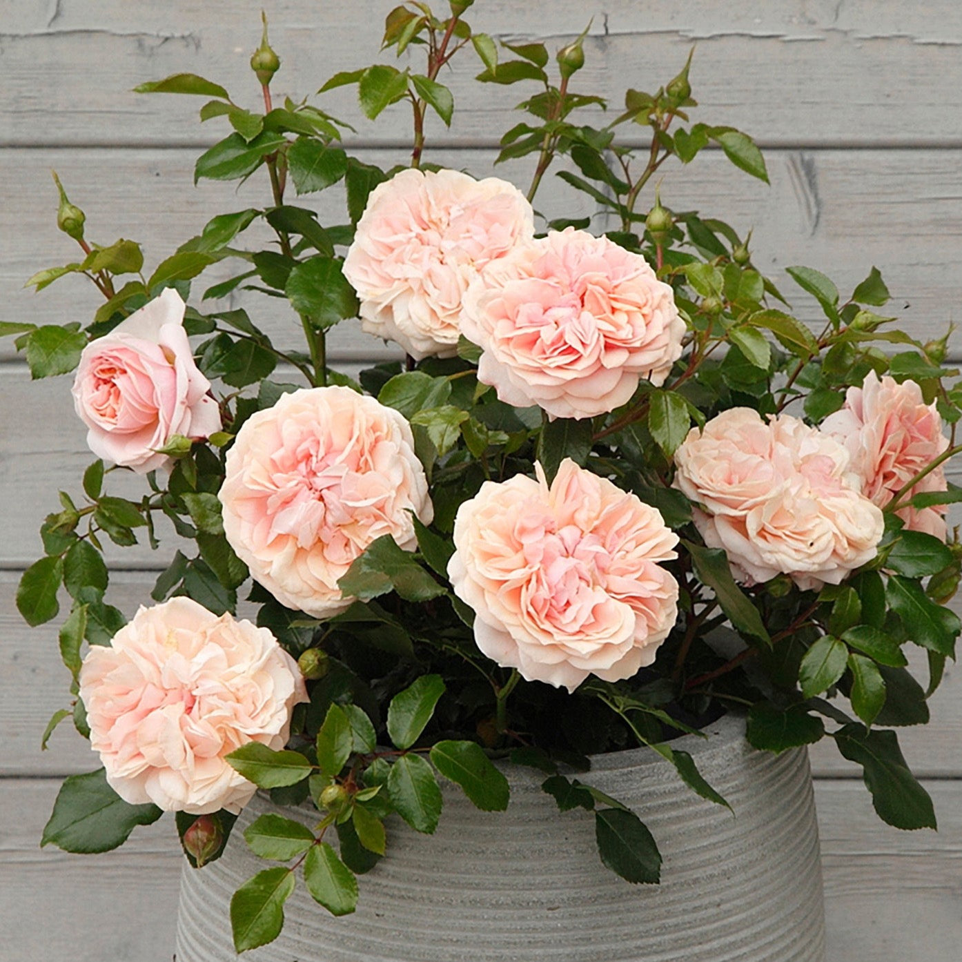 Veranda® Cream™ Potted Rose Bush