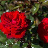 Crimson Bouquet™   Bare Root Rose Bush