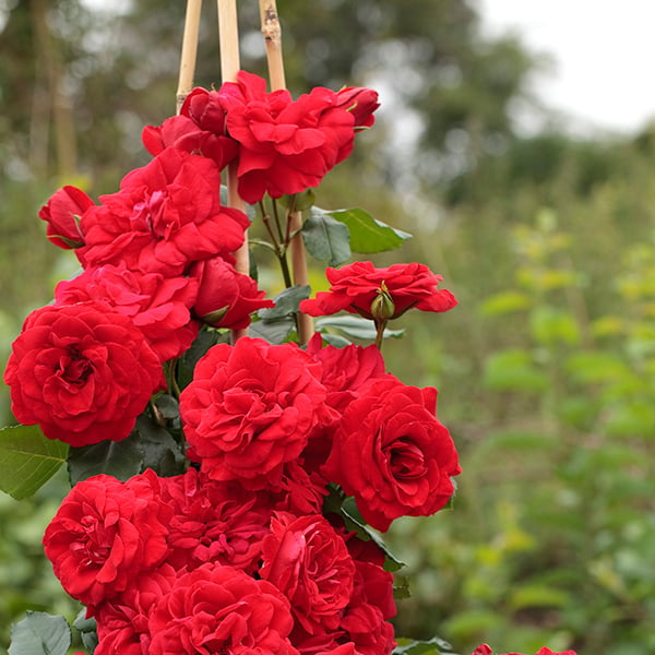 Crimson Sky™ Bare Root Climbing Rose
