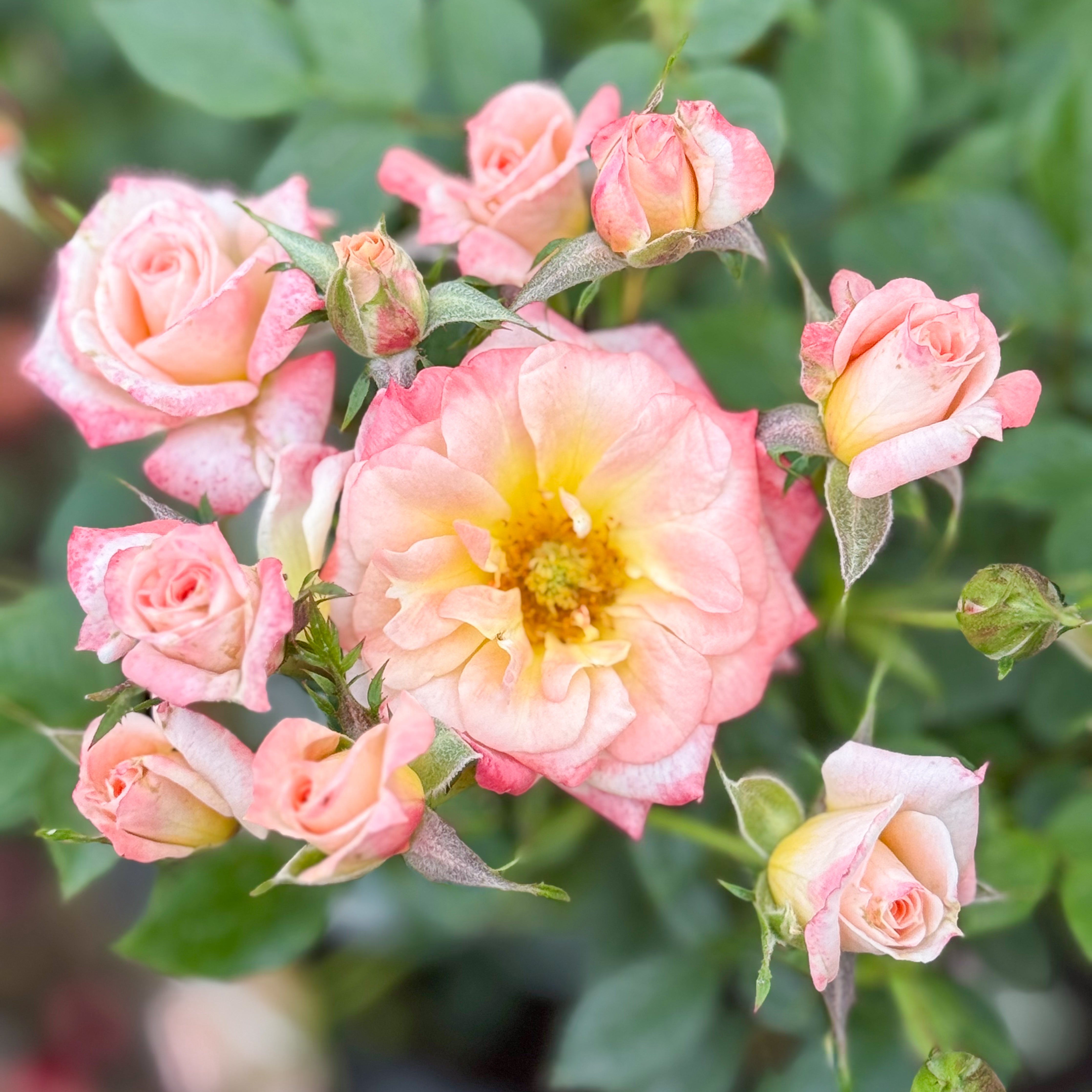 Cutie Pie™ Potted Rose Bush
