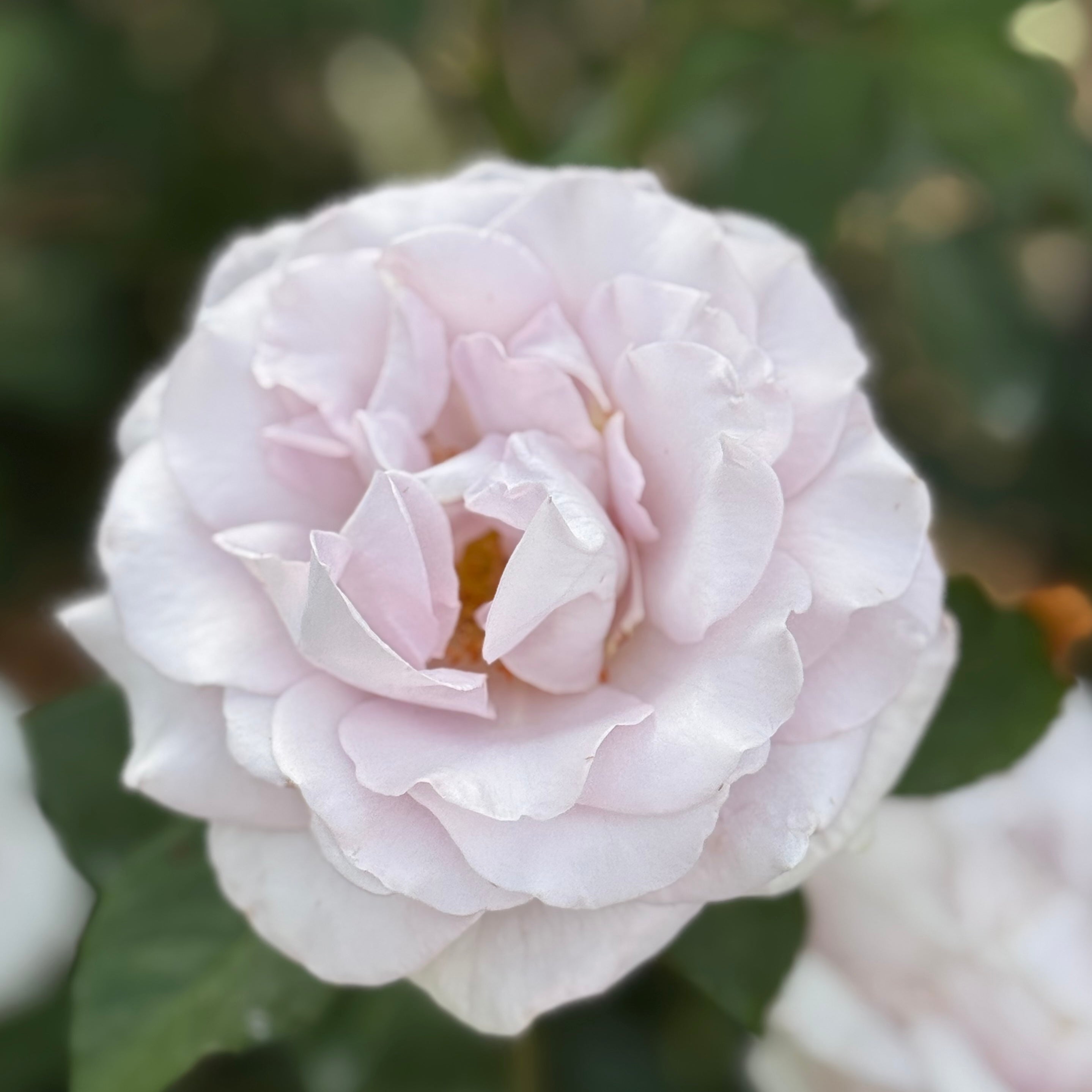 Stainless Steel ™ Potted Rose Bush - Grace Rose Farm